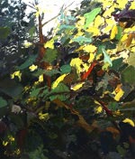 Sun in the Tree
